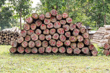 金茶叶木木植物群木材木头森林柴堆活力树干云杉砍伐生态生的高清图片素材