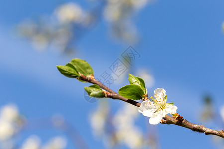 春月的樱花叶子季节植物花园天空蓝色公园植物群太阳植物学背景图片