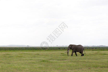 草原上大象乞力马扎罗山危险的高清图片