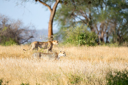肯尼亚稀树草原草原上的Cheetah动物食肉哺乳动物国家马赛毛皮旅游平原捕食者公园美丽高清图片素材