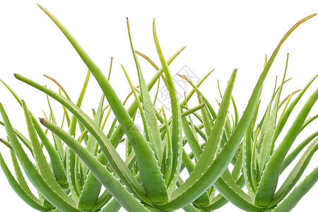 介于 aloe vera 干部的一组治疗植物学康复植物化妆品温泉花园药品热带美丽背景图片