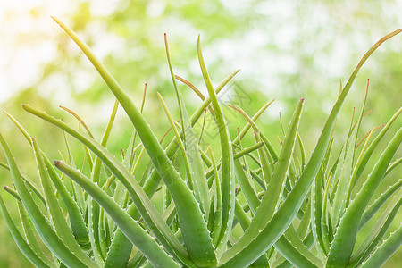 介于 aloe vera 干部的一组护理宏观房子温泉植物学药品叶子美丽花园热带背景图片