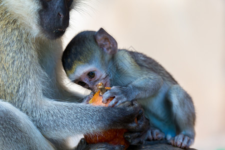 猴子在果实上吃东西热带动物群毛皮公园食物灵长类木头野生动物荒野丛林自然高清图片素材