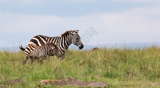 塞伦盖蒂一个Zebra家族在靠近其他村庄的热带草原上放牧荒野平原公园衬套马赛动物旅行大草原国家移民背景