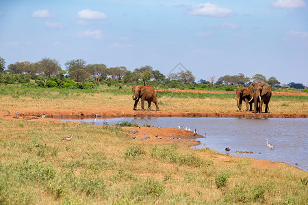 红棕象甲博茨瓦纳荒野高清图片