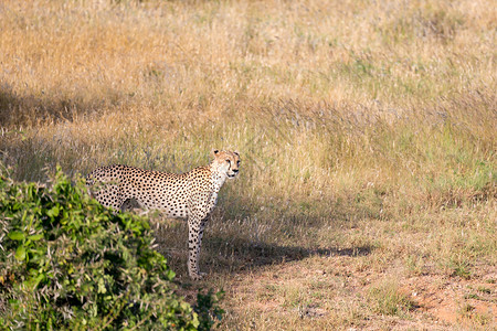 肯尼亚稀树草原草原上的Cheetah动物荒野马赛公园国家哺乳动物毛皮旅游食肉猎人户外高清图片素材