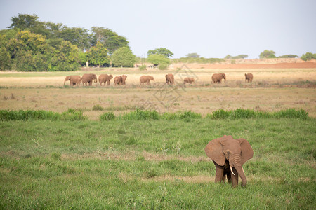 大象自然安博塞利图片素材