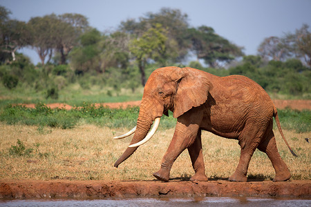 大象来到水域一只红大象在水洞的岸上行走动物大草原国家野生动物水坑环境生活旅游风景公园背景