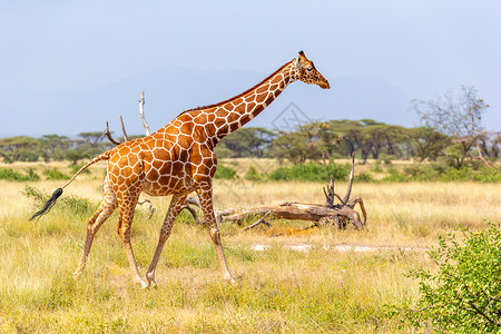 索马里长颈鹿越过一片绿红草地动物食草旅行旅游野生动物脖子动物群植被天空草原背景