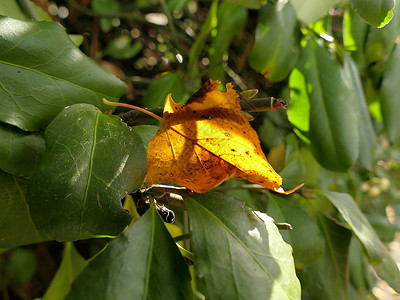 秋色的秋色绿叶 在绿色灌木上背面季节冥想衬套背光场景叶子晴天季节性宏观黄色背景图片