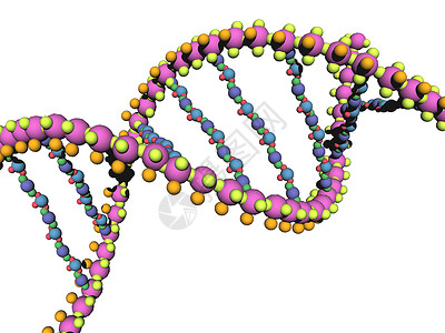 DNA基因材料的DNA链条被扭曲成双螺旋导体结构红色物质原子黄色遗传学轮流遗传蓝色背景图片