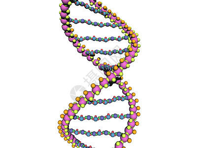 DNA基因材料的DNA链条被扭曲成双螺旋物质结构黄色蓝色导体遗传原子红色轮流遗传学背景图片