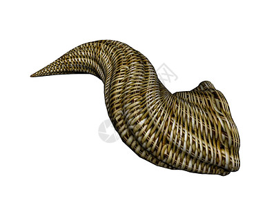 象饮水船一样的扭曲动物角喇叭螺旋血管弯曲棕色聚宝盆背景图片