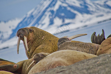 挪威斯瓦尔巴德 北冰洋獠牙气候变化动物群动物学生物学生态栖息地野生动物生态旅游多样性背景图片
