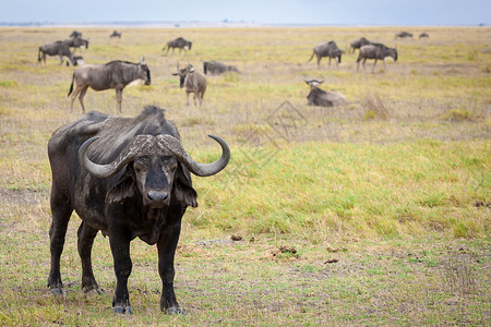 水牛站在肯尼亚的草原上高清图片