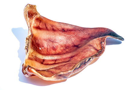 猪耳朵奶牛呕吐保健科学卫生生理食物生物学解剖学耳朵背景图片