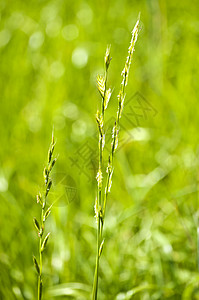 大麦草 能源草活力场地萃取乙醇技术生物小麦全球环境生产背景图片