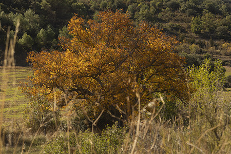 一棵美丽的核桃树 秋天盛装黄叶子 西班牙植物蓝色别墅分支机构金子天空阳光季节矿石植被背景图片