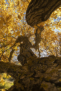 一棵美丽的核桃树 秋天盛装黄叶子 西班牙裙子树林别墅树干地区生长植被矿石金子阳光背景图片