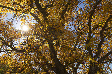 一棵美丽的核桃树 秋天盛装黄叶子 西班牙生长植物裙子背光季节矿石学期金子植被天空背景图片