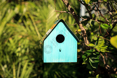 柠檬树上挂着水蓝色金属鸟屋鸟舍房子蓝鸟热带风格庭院庇护所嵌套装饰野生动物背景图片