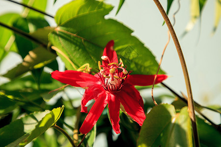 红红红绿火辣花藤花园红花植物红色花瓣热带藤蔓高清图片