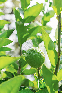 柠檬在农场的树枝上亚洲高清图片素材