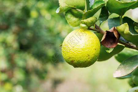 在农场里 柠檬在树上饮食高清图片素材