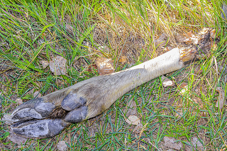 死蜥蜴 割裂的驼鹿腿在草地上背景图片