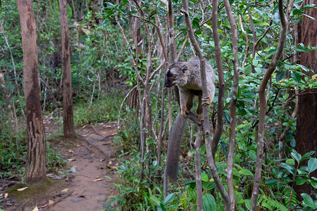 马约特岛棕色马基狐猴在树上弹起荒野丛林情调橙子榆树雨林哺乳动物动物公园手指背景