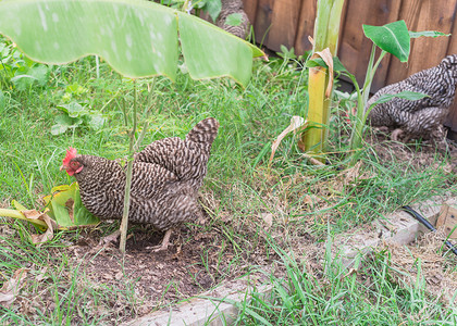 美国得克萨斯州达拉斯附近的有机蔬菜园 特写两场免费赛程 在鸡鸡鸡鸡中做鸡蛋鸡菜园后院香蕉农家院农场田园风光范围家禽花园背景