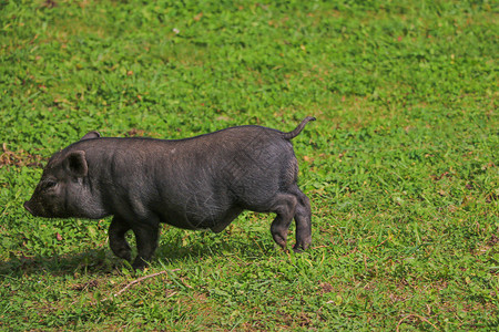 小黑猪在绿草坪上 有选择的焦点牧场婴儿农场家畜好奇心荒野宠物小猪动物猪肉背景