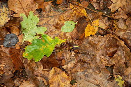 褐叶背景下的湿绿橡树叶 以棕叶为背景背景图片