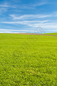 绿绿色黄金曲目农业时段场地黄色草地背景图片