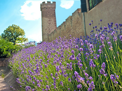 中中世纪市墙薰衣草天空城堡蓝色戒指牧歌背景图片