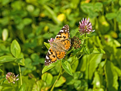 涂漆的女士蝴蝶花蜜动物绿色野生动物手套饮料宏观昆虫背景图片