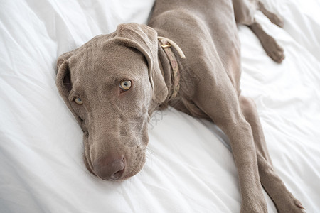 困成狗厌倦困睡的Weimaraner指针狗休息和躺在床上睡觉时被白床单覆盖房间犬类猎犬卧室动物伴侣宠物灰色小狗说谎背景