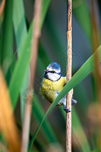 蓝色山雀动物群欧洲高清图片