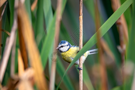 芦苇鸟自然界的欧亚蓝奶歌鸟动物鸟类荒野野生动物树枝观鸟动物群花园羽毛背景
