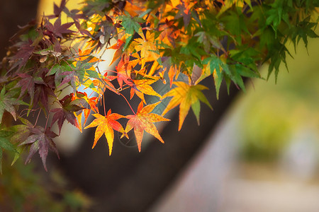 在日本京都Kinkakuji花园的木木木木叶季节池塘叶子场景掌心红叶雨滴公园花园植物框架背景图片
