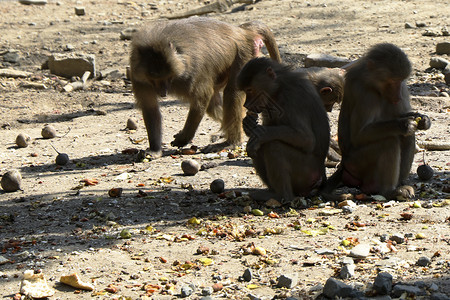 猴群真实照片灵长类动物图片素材
