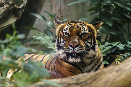 野虎在绿丛林中观察猎物条纹虎头野猫动物园愤怒国家捕食者猎人食肉老虎背景图片