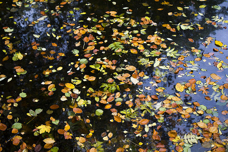秋叶在水中 水反射和多彩的叶子天空天气生长落叶环境植物蓝色季节公园树叶美丽的高清图片素材