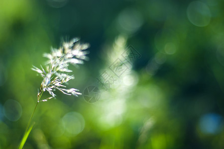 绿色闪耀光效自然 自然背景 绿色的颜色 草地和植物生长的阳光照耀森林柔软度墙纸宏观光效花园晴天太阳生物生态背景