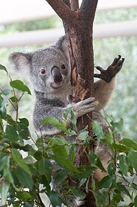 澳大利亚Koala爬树树高清图片