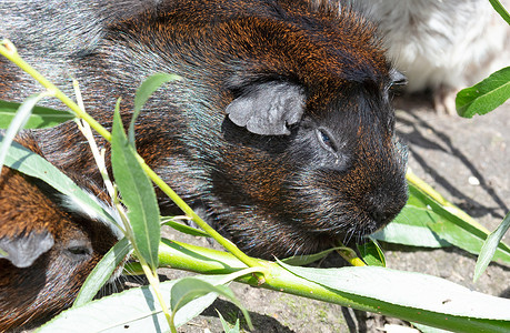 食食几内亚猪猪绿色白色宠物营养食物头发生菜树叶豚鼠蔬菜莴苣高清图片素材