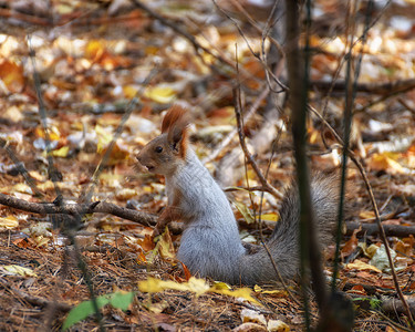 松鼠坐在树叶中间的地面上背景图片