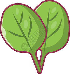 沙拉生长季节食物插图植物学叶子温泉蔬菜植物标识背景图片