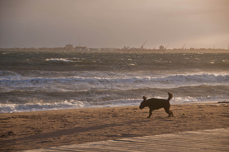 黑狗在后边金沙滩上欢乐快乐海洋建筑学城市天空活力历史性旅游码头海滩日出背景图片