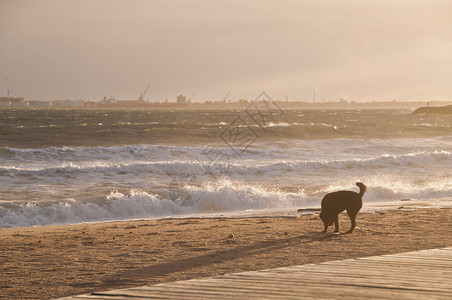 黑狗在后边金沙滩上欢乐快乐历史自由跑步日出游艇旅行天空历史性海浪海滩背景图片